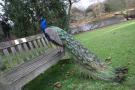 gal/Londres/Royal_Botanic_Gardens_-_Kew/_thb_Royal_Botanic_Gardens_Kew81.jpg