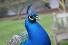 gal/Londres/Royal_Botanic_Gardens_-_Kew/_thb_Royal_Botanic_Gardens_Kew86.jpg