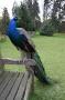 gal/Londres/Royal_Botanic_Gardens_-_Kew/_thb_Royal_Botanic_Gardens_Kew87.jpg