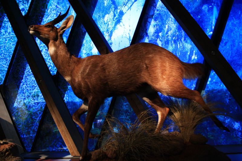 gal/Paris/Musee_du_Quai_Branly/Tarzan_ou_Rousseau_chez_les_Waziris/Tarzan_Exposition_Musee_Quai_Branly082.jpg