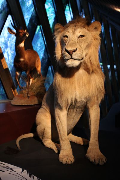 gal/Paris/Musee_du_Quai_Branly/Tarzan_ou_Rousseau_chez_les_Waziris/Tarzan_Exposition_Musee_Quai_Branly195.jpg