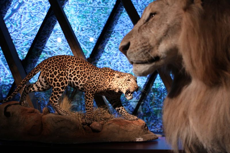 gal/Paris/Musee_du_Quai_Branly/Tarzan_ou_Rousseau_chez_les_Waziris/Tarzan_Exposition_Musee_Quai_Branly199.jpg
