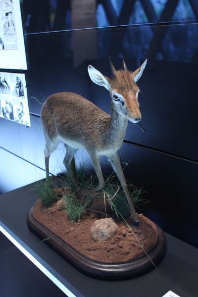 gal/Paris/Musee_du_Quai_Branly/Tarzan_ou_Rousseau_chez_les_Waziris/Tarzan_Exposition_Musee_Quai_Branly203.jpg