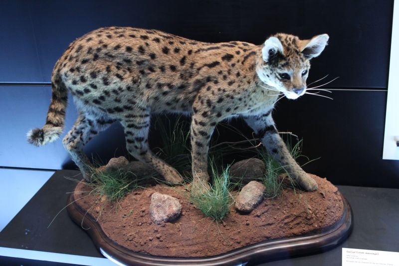 gal/Paris/Musee_du_Quai_Branly/Tarzan_ou_Rousseau_chez_les_Waziris/Tarzan_Exposition_Musee_Quai_Branly204.jpg