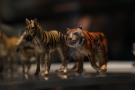gal/Paris/Musee_du_Quai_Branly/Tarzan_ou_Rousseau_chez_les_Waziris/_thb_Tarzan_Exposition_Musee_Quai_Branly191.jpg