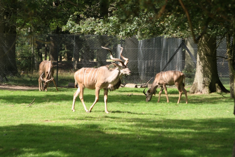 gal/Paris/Zoo_de_Thoiry/IMG_3636.JPG