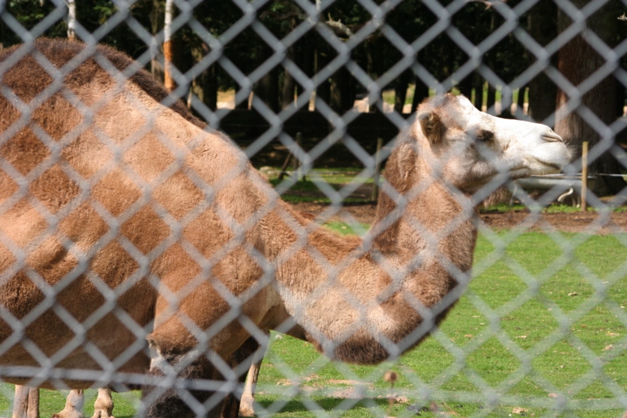 gal/Paris/Zoo_de_Thoiry/IMG_3647.JPG