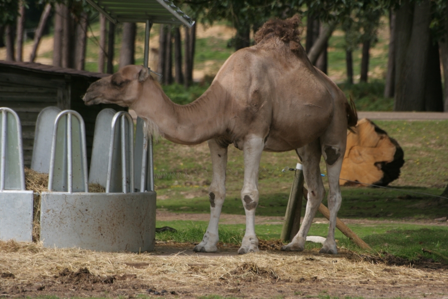 gal/Paris/Zoo_de_Thoiry/IMG_3651.JPG