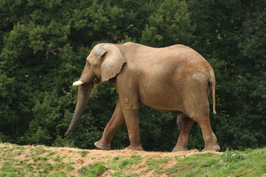 gal/Paris/Zoo_de_Thoiry/IMG_3675.JPG