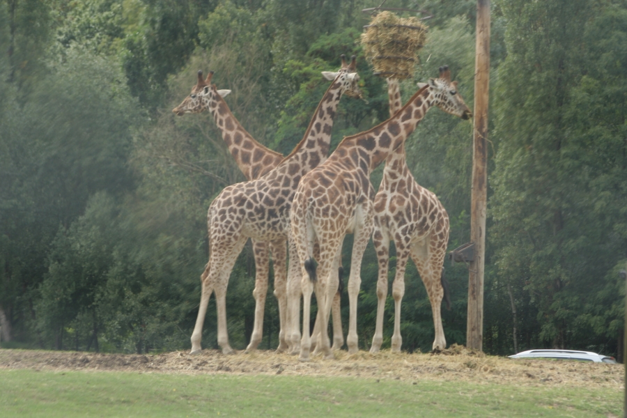 gal/Paris/Zoo_de_Thoiry/IMG_3683.JPG