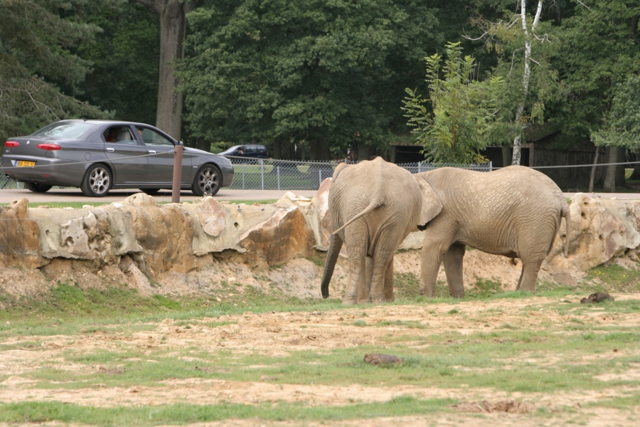 gal/Paris/Zoo_de_Thoiry/IMG_3685.JPG