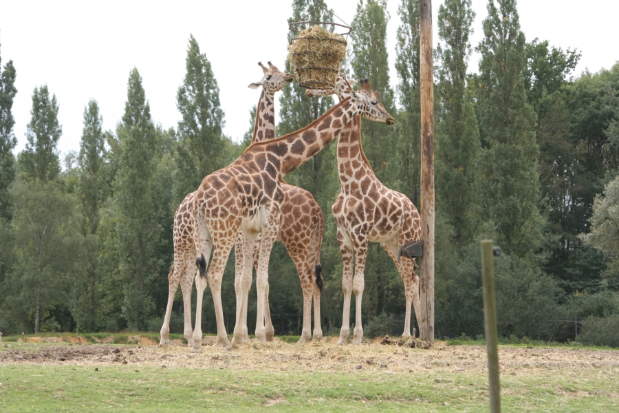 gal/Paris/Zoo_de_Thoiry/IMG_3687.JPG