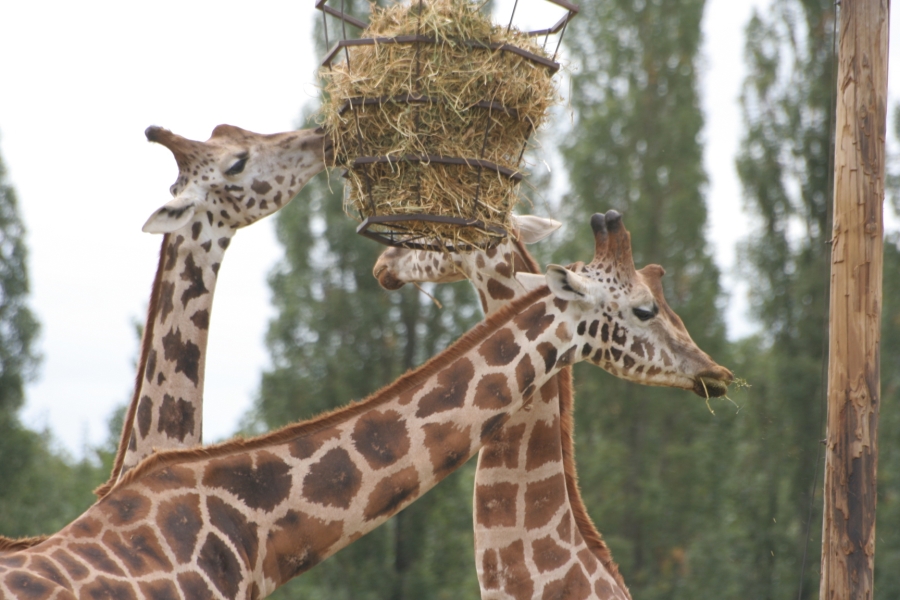 gal/Paris/Zoo_de_Thoiry/IMG_3688.JPG