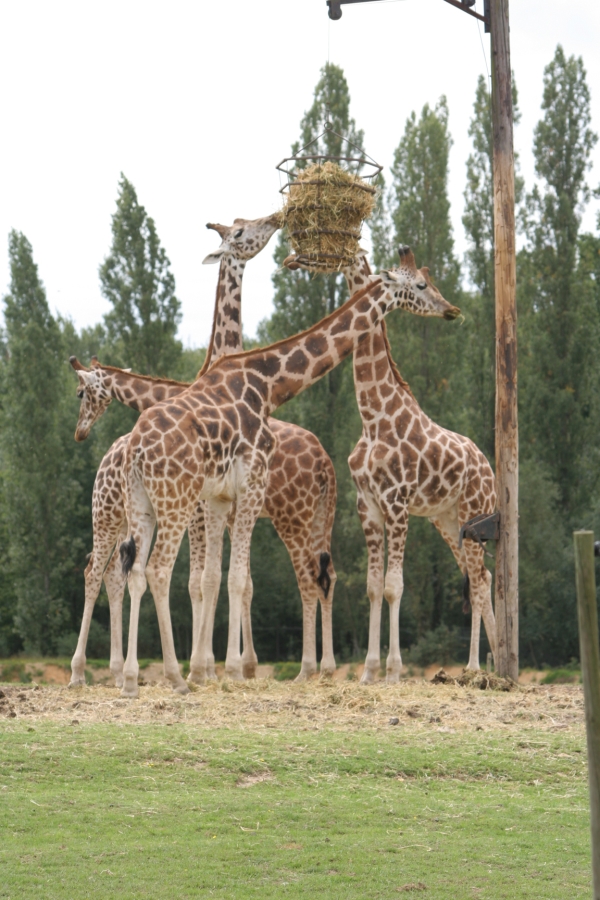 gal/Paris/Zoo_de_Thoiry/IMG_3689.JPG