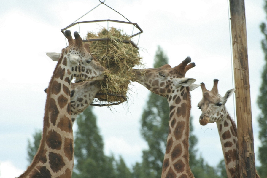 gal/Paris/Zoo_de_Thoiry/IMG_3695.JPG