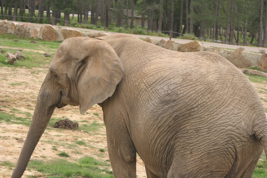 gal/Paris/Zoo_de_Thoiry/IMG_3697.JPG