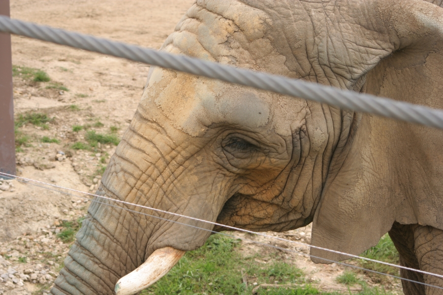 gal/Paris/Zoo_de_Thoiry/IMG_3698.JPG