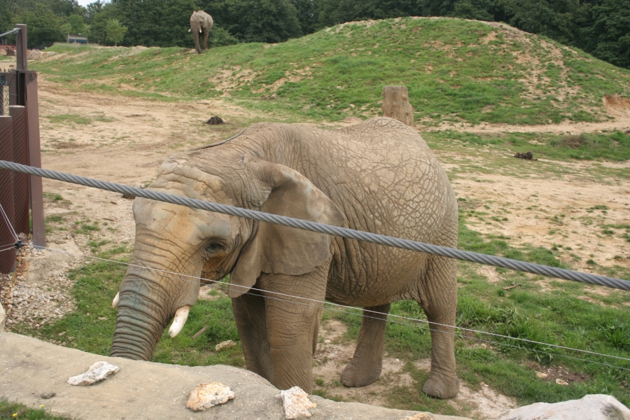 gal/Paris/Zoo_de_Thoiry/IMG_3699.JPG