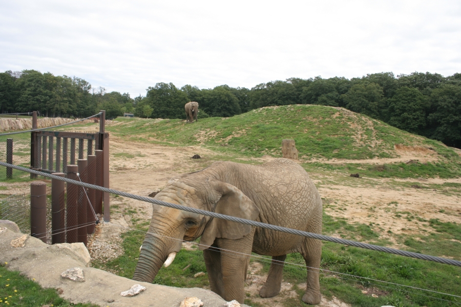 gal/Paris/Zoo_de_Thoiry/IMG_3701.JPG