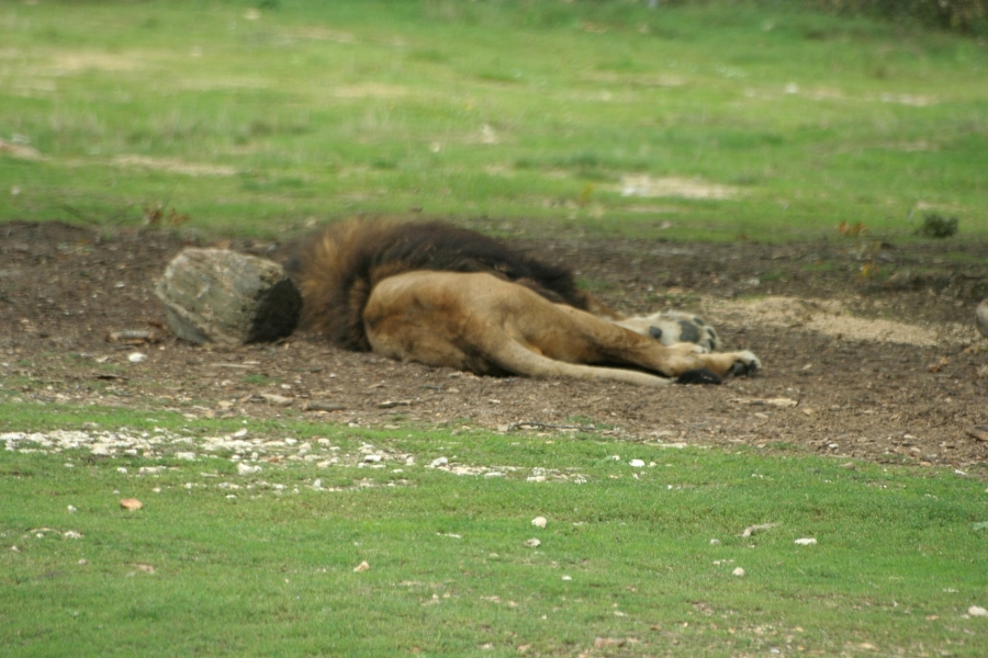 gal/Paris/Zoo_de_Thoiry/IMG_3729.JPG