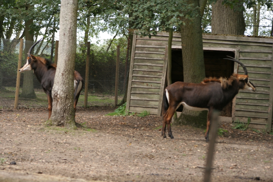 gal/Paris/Zoo_de_Thoiry/IMG_3734.JPG