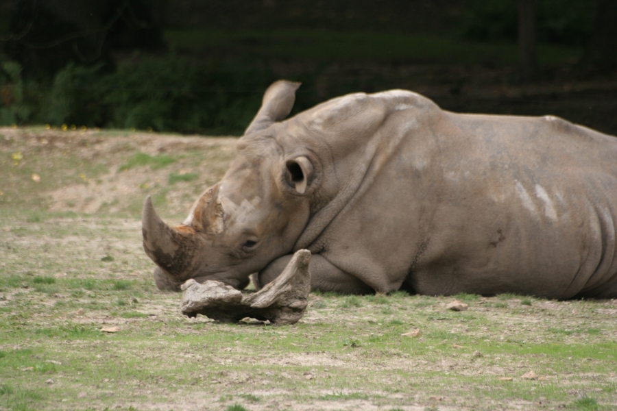 gal/Paris/Zoo_de_Thoiry/IMG_3739.JPG