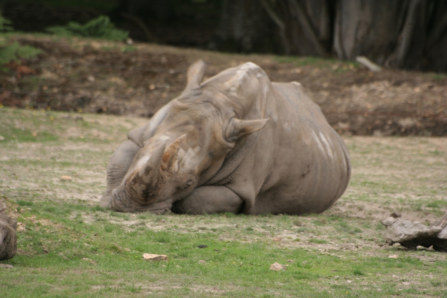 gal/Paris/Zoo_de_Thoiry/IMG_3744.JPG
