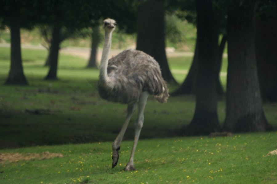 gal/Paris/Zoo_de_Thoiry/IMG_3746.JPG