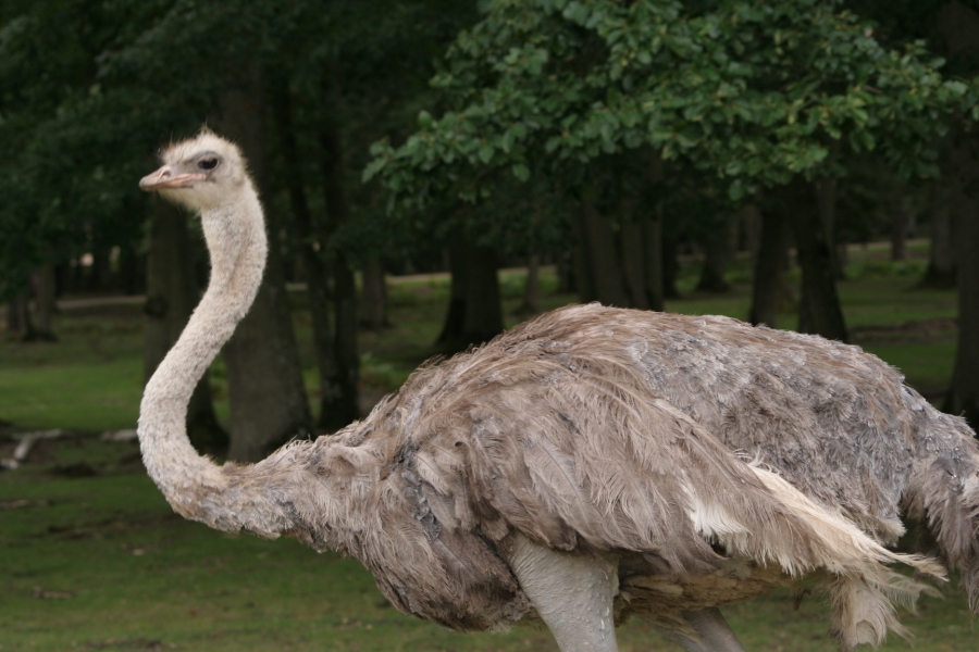gal/Paris/Zoo_de_Thoiry/IMG_3749.JPG