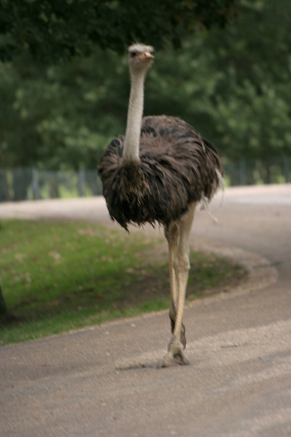 gal/Paris/Zoo_de_Thoiry/IMG_3751.JPG