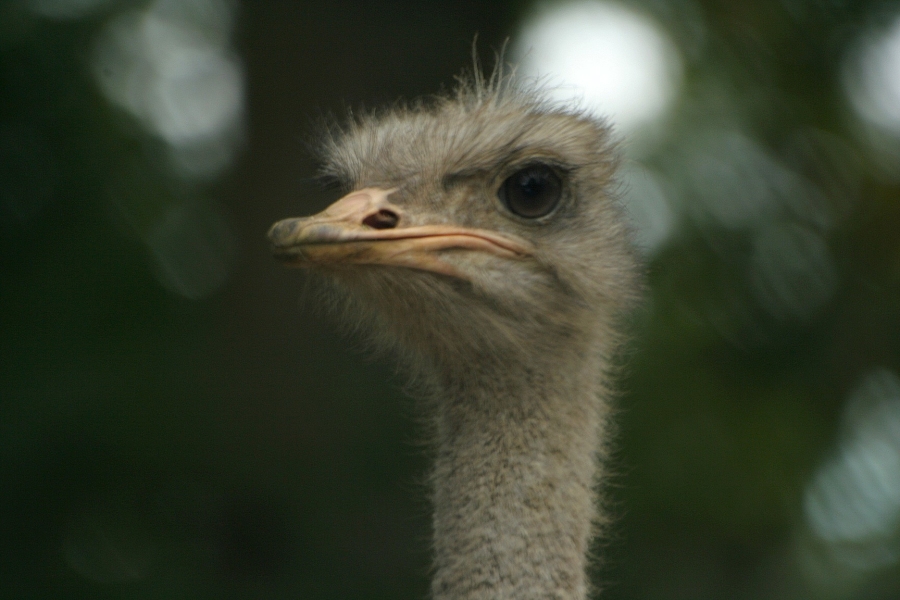 gal/Paris/Zoo_de_Thoiry/IMG_3752.JPG