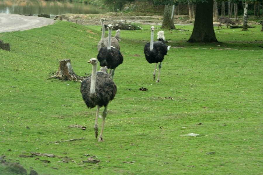 gal/Paris/Zoo_de_Thoiry/IMG_3756.JPG