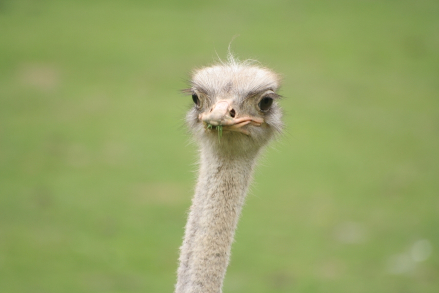 gal/Paris/Zoo_de_Thoiry/IMG_3757.JPG