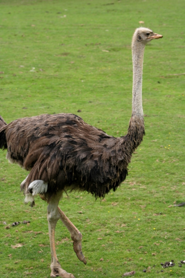 gal/Paris/Zoo_de_Thoiry/IMG_3759.JPG