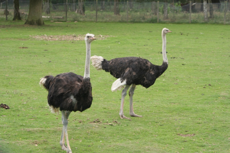 gal/Paris/Zoo_de_Thoiry/IMG_3760.JPG