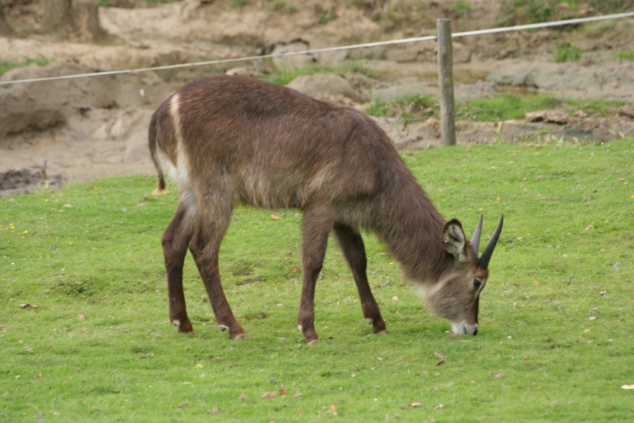 gal/Paris/Zoo_de_Thoiry/IMG_3762.JPG