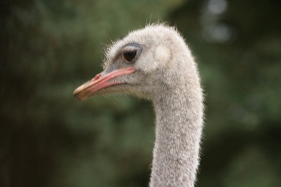 gal/Paris/Zoo_de_Thoiry/IMG_3766.JPG