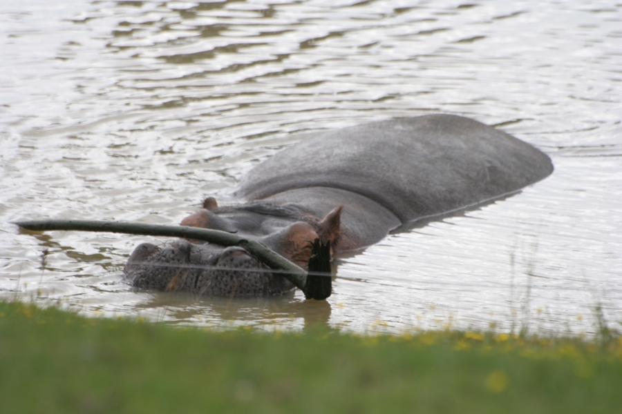 gal/Paris/Zoo_de_Thoiry/IMG_3770.JPG