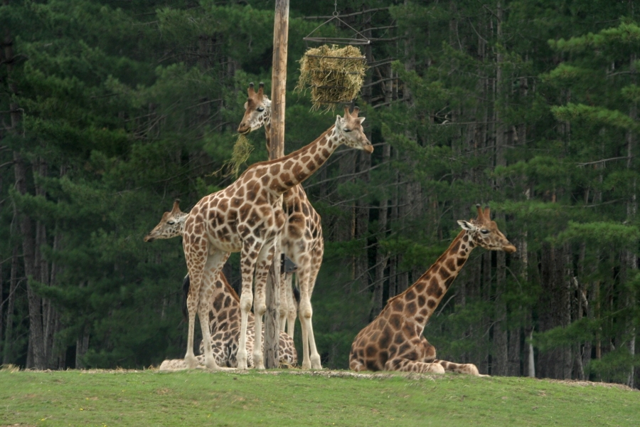 gal/Paris/Zoo_de_Thoiry/IMG_3773.JPG