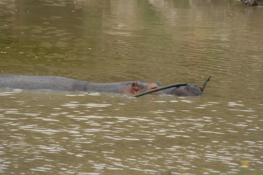 gal/Paris/Zoo_de_Thoiry/IMG_3778.JPG