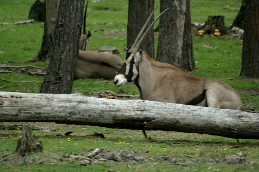 gal/Paris/Zoo_de_Thoiry/IMG_3781.JPG
