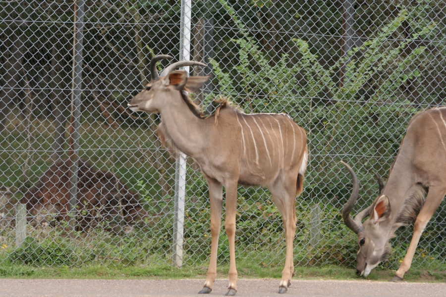 gal/Paris/Zoo_de_Thoiry/IMG_3783.JPG