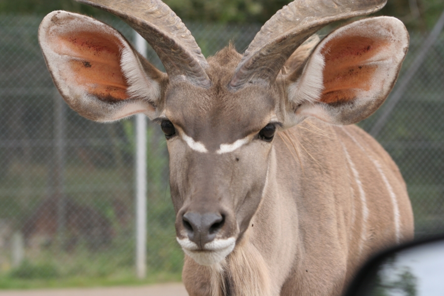 gal/Paris/Zoo_de_Thoiry/IMG_3786.JPG