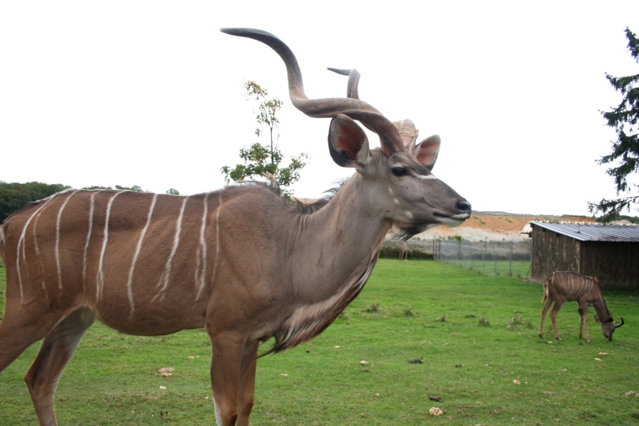 gal/Paris/Zoo_de_Thoiry/IMG_3798.JPG