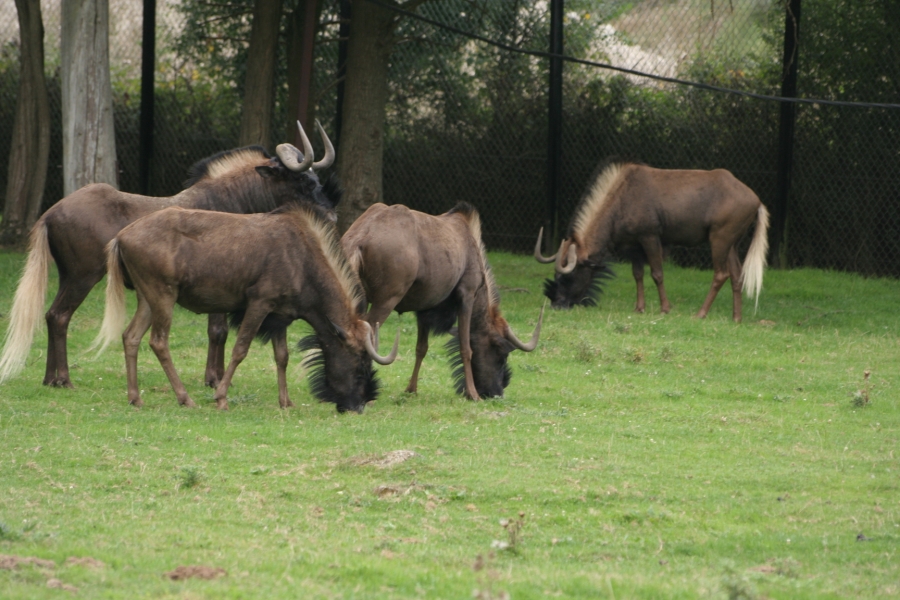 gal/Paris/Zoo_de_Thoiry/IMG_3799.JPG