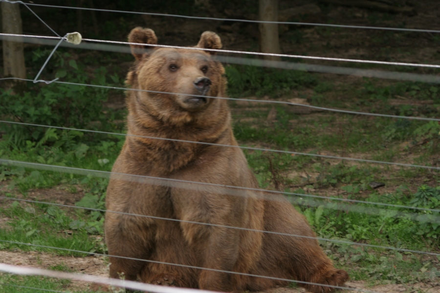 gal/Paris/Zoo_de_Thoiry/IMG_3804.JPG