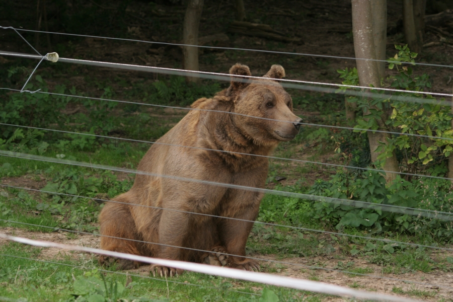 gal/Paris/Zoo_de_Thoiry/IMG_3805.JPG