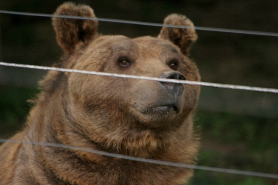 gal/Paris/Zoo_de_Thoiry/IMG_3806.JPG