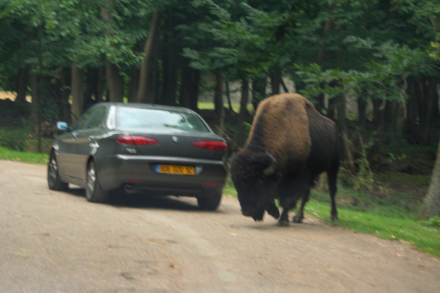 gal/Paris/Zoo_de_Thoiry/IMG_3812.JPG