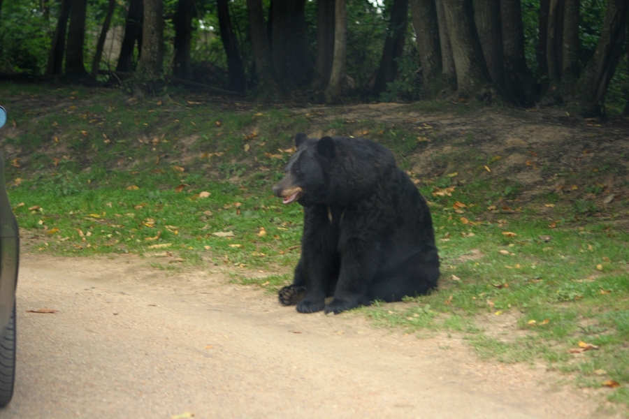 gal/Paris/Zoo_de_Thoiry/IMG_3817.JPG